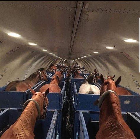 A cargo plane bound for Belgium was forced to return to John F. Kennedy International Airport last week after a horse got loose, according to a call between pilots and air traffic control posted to…